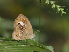 Mycalesis junonia