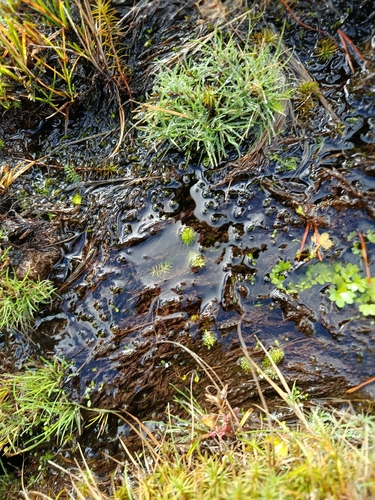 Fontinalis antipyretica observed 2026-10-20