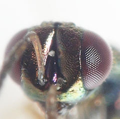 Diaulomorpha