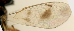 Diaulomorpha
