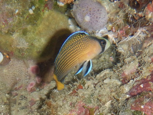 Pseudochromis observed 2026-10-20