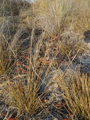 Xerochloa imberbis
