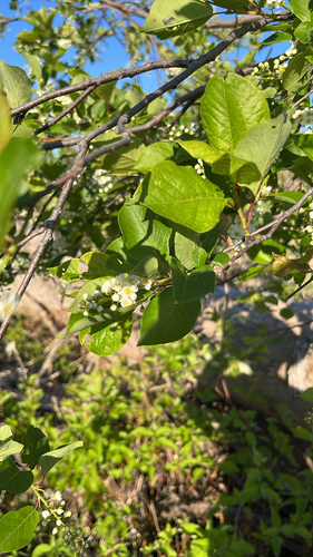 chokecherry photograph by the iNaturalist community