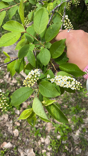 chokecherry photograph by the iNaturalist community