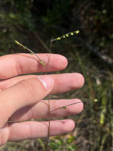 Paspalum praecox, 2026-10-19