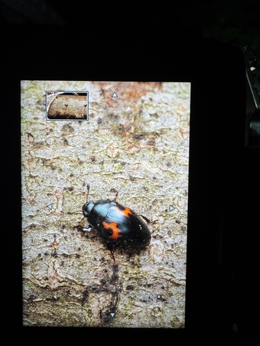 Aulacochilus observed 2026-10-20