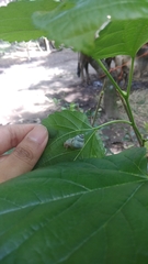 Amphidromus palaceus