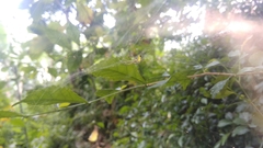 Cyrtophora cylindroides