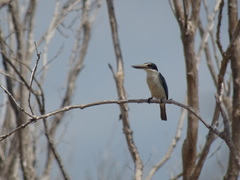 Todiramphus sordidus