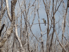 Todiramphus sordidus