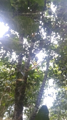 Cyrtophora cylindroides