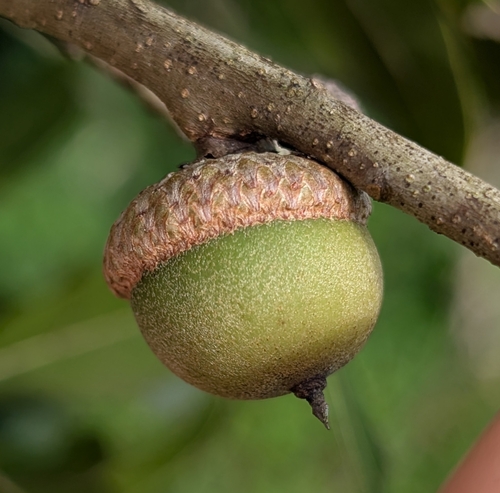 Quercus laurifolia observed 2026-10-17