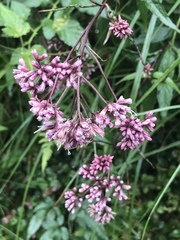 Eupatorium shimadae