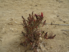 Tecticornia indica