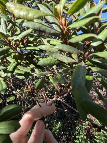 Lyonia ferruginea, 2026-10-20