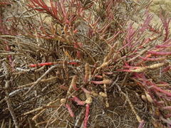 Tecticornia indica