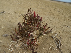 Tecticornia indica