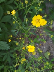 Potentilla chrysantha