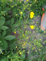 Potentilla chrysantha