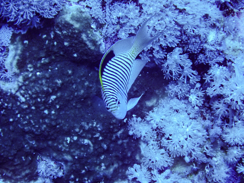 Genicanthus observed 2026-10-20
