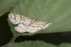 Heliomata glarearia
