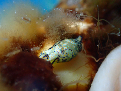 Haminoea observed 2026-10-20