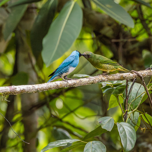 Swallow Tanager