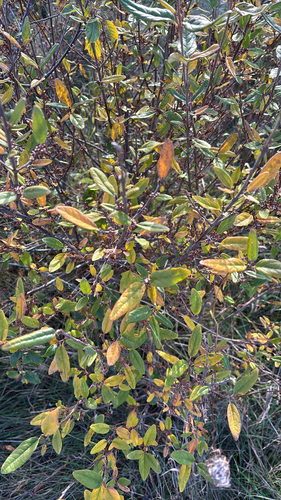 Shepherdia canadensis observed 2026-10-19