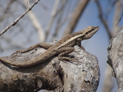 Lophognathus gilberti