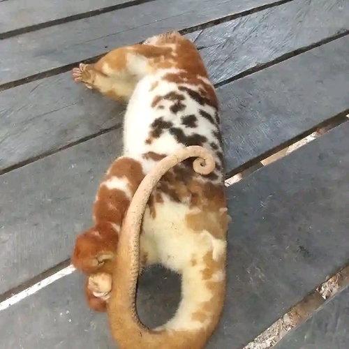 Spilocuscus observed 2026-10-20