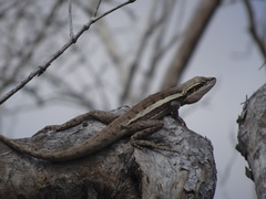 Lophognathus gilberti