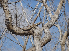 Lophognathus gilberti