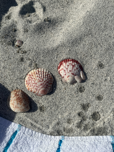 Argopecten gibbus observed 2026-10-19
