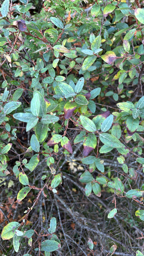 Shepherdia canadensis observed 2026-10-19