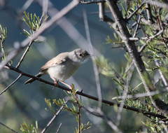 Curruca conspicillata