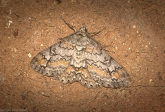 Cleora decisaria
