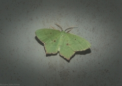 Maxates tanygona