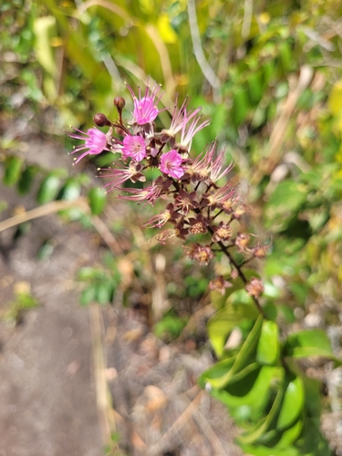 Hirtella racemosa observed 2026-10-20