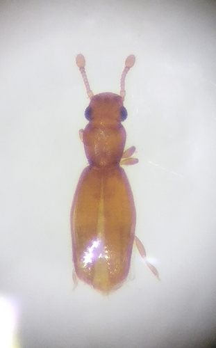 Holoparamecus