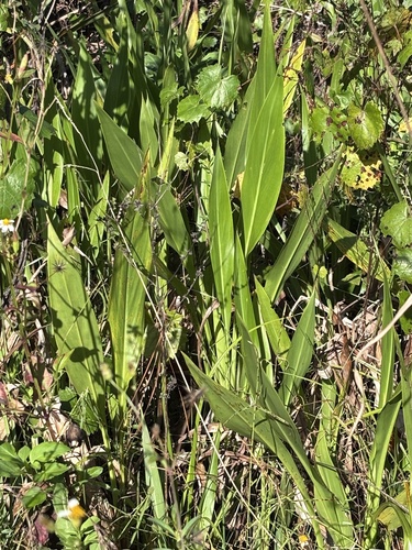 Canna flaccida observed 2026-10-20