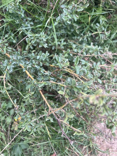 Ononis spinosa observed 2026-10-20