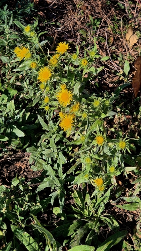 Pentanema britannicum observed 2026-10-20