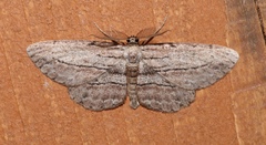 Image of Glena plumosaria
