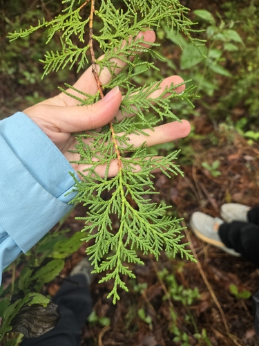 Chamaecyparis lawsoniana observed 2026-10-20