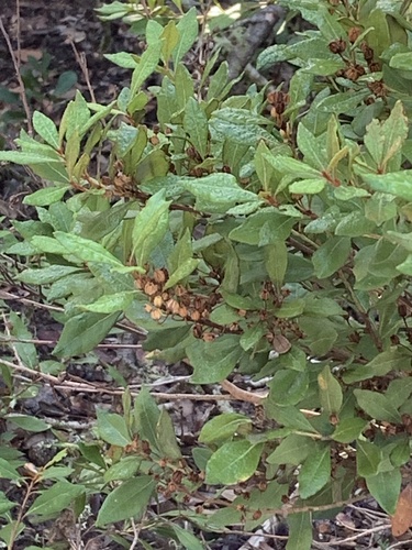 Lyonia ferruginea, 2026-10-20
