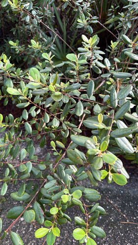 Rhodomyrtus tomentosa observed 2026-10-17