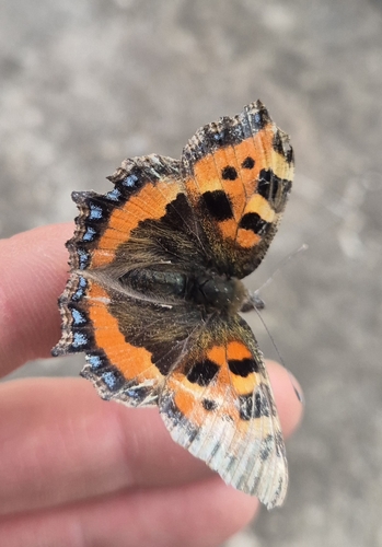 Small Tortoiseshell
