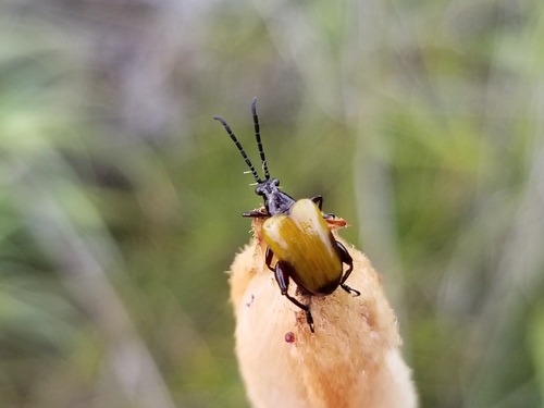 Stethopachys observed 2026-10-07