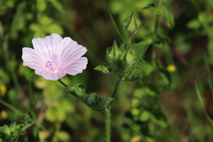 Malva hispanica