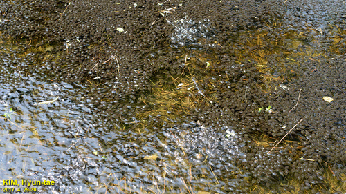 Bufo sachalinensis